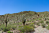 Cardon Grande Cactus, Leucostele terscheckii, and jarilla shrubs along Route 33 in the Calchaqui Valley in Argentina.