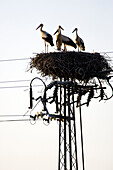 A pair of storks stands guard over two chicks in their nest atop an electric pole in Isla Mayor, Sevilla.