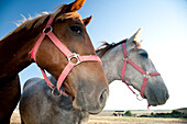 Two horses with colorful harnesses stand side by side, showcasing their beauty against a clear blue sky in Seville, Spain.