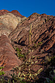 Kakteen, die in den gestreiften Gesteinsschichten des Cerro de los Siete Colores (Hügel der sieben Farben) in Purmamarca, Argentinien, wachsen