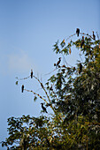 Cormorants in Don Diego River, Santa Marta, Colombia