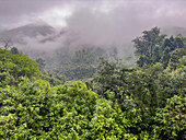 Lush vegetation in the yungas sub-tropical rainforest on a rainy day in Los Sosa Canyon Natural Reserve in Argentina.