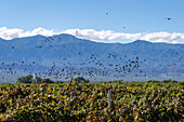 Flocks of Burrowing Parrots, Cyanoliseus patagonus, flying into vineyards to feed on the grapes in Cafayate, Argentina.