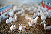 A flock of young chickens thrives in a poultry farm in Villamanrique de la Condesa, reflecting daily farm life in Sevilla.