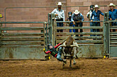 A young cowboy gets bucked off a bucking steer at the Moab Junior Rodeo in Moab, Utah.