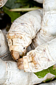 Healthy silkworms are being tended to in Spain as they develop, highlighting their importance in silk production.