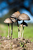 Fungi thrive on dung in the town of Sanlucar la Mayor, showcasing natures process of decomposition in Andalusias rich landscape.