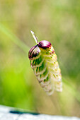 A vibrant close-up displays the unique green and purple elements of the Briza maxima plant in a sunny field in Spain.