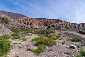 Retama, Senna crassiramea, in flower in the Humahuaca Valley or Quebrada de Humahuaca in Argentina.