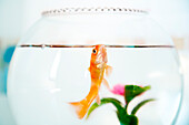 A vibrant goldfish glides in its glass bowl, surrounded by colorful plants in sunny Seville, creating a peaceful aquatic ambiance.