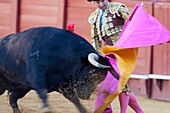 Seville, Spain, Aug 15 2008, Luis de Pauloba gracefully welcomes the bull with his capote at Real Maestranza in Sevilla, showcasing traditional bullfighting.