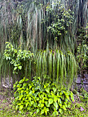 Cortaderia hiernonymi, a pampas grass, on a steep hillside in Los Sosa Canyon Natural Reserve in Argentina.