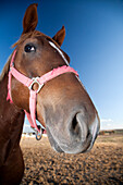 A horse with a pink bridle gazes towards the camera, showcasing its detailed features against the vivid sky in Seville.