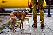 Whippet dog shows signs of being cold during a rainy day in Budapest