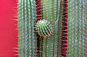 Detail of an Argentine Saguaro or Cardon Grande Cactus, Leucostele terscheckii, in Cafayate, Argentina.