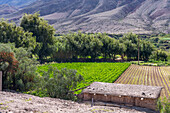 Vegetables growing on a farm in the Humahuaca Valley or Quebrada de Humahuaca in Argentina.