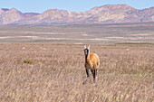 Ein Guanako, Lama guanico, grast auf einem Hochplateau im Nationalpark Los Cardones in Argentinien