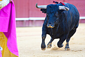 A powerful bull charges forward in the Real Maestranza de Caballería ring during a traditional bullfight in Sevilla, Spain.