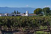 The Bodega El Esteco winery and vineyards in Cafayate, Argentina.