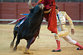 Seville, Spain, Aug 15 2008, César Girón skillfully engages with a bull from his knees at the historic bullring in Sevilla, showcasing traditional Spanish culture.