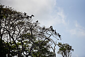 Brown pelicans in Don Diego River, Santa Marta, Colombia