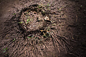 Curious round shaped formation, surrounded by branches, on the forest floor in Tayrona National Park, Colombia