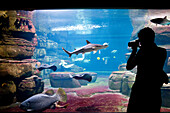 A visitor takes pictures of sharks and various fish at the Berlin Zoo aquarium, enjoying the vibrant marine life on display.