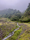 A small stream in the yungas sub-tropical rainforest on a rainy day in Los Sosa Canyon Natural Reserve in Argentina.