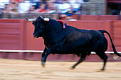 A bull charges energetically into the ring during a traditional event in Sevillas historic bullfighting arena.