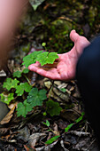 Hand of guide holding and showing a plant leaf in Sierra Nevada de Santa Marta, Colombia