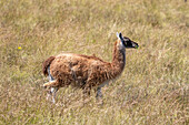 Ein Guanako, Lama guanico, grast auf einem Hochplateau im Nationalpark Los Cardones in Argentinien