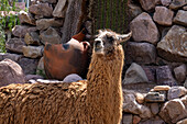 A llama, Llama glama, at Arte Guanuco in the Quebrada de Humahuaca or Humahuaca Valley in Argentina.