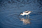 An avocet forages in the tranquil marshlands of Doñana in Sanlucar de Barrameda, showcasing its unique feeding behavior.