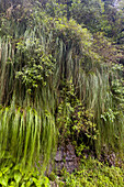 Cortaderia hiernonymi, a pampas grass, on a steep hillside in Los Sosa Canyon Natural Reserve in Argentina.