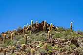 Cardon Grande Cactus, Leucostele terscheckii, and jarilla shrubs along Route 33 in the Calchaqui Valley in Argentina.