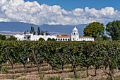 The Bodega El Esteco winery and vineyards in Cafayate, Argentina.