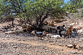 A small herd of goats and sheep near Seclantas, Argentina in the Calchaqui Valley.