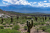 Cardon Grande Cactus, Leucostele terscheckii, and the snow-capped Nevado de Cachi in the Calchaqui Valley in Argentina. The green shrubs are jarilla, Larrea divaricata.