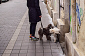 Woman walking her dogs in Budapest