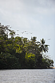 Brown pelicans in Don Diego River, Santa Marta, Colombia