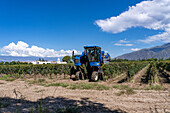 A motorized grape harvesting machine in the vineyard of the Bodega El Esteco winery in Cafayate, Argentina.