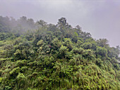 Lush vegetation in the yungas sub-tropical rainforest on a rainy day in Los Sosa Canyon Natural Reserve in Argentina.