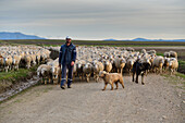 Shepherd with his flock of sheeps walking near Laguna Rodrigo, Segovia.