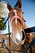 A horse leans towards the camera, showcasing its detailed features in a stable in Seville under a clear blue sky.