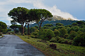 Secondary road in the province of Ávila.