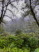 Lush vegetation in the yungas sub-tropical rainforest on a rainy day in Los Sosa Canyon Natural Reserve in Argentina.