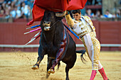 Sevilla, Spanien, 15. August 2008, César Girón manövriert während eines spannenden Stierkampfs in der Real Maestranza de Caballería gekonnt um einen Stier herum