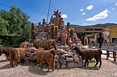 Llamas, Llama glama, bei Arte Guanuco in der Quebrada de Humahuaca oder Humahuaca-Tal in Argentinien