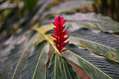 Roter Ingwer (Alpinia purpurata) in Santa Marta, Kolumbien