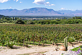 Grape vines at the Bodega and Finca las Nubes, a winery and vineyard near Cafayate, Argentina. The town of Cafayate is in the valley.